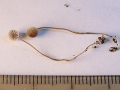 Mycena mirata