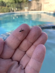 Diplazon laetatorius