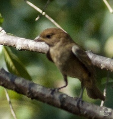 Passerina cyanea