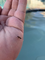 Diplazon laetatorius