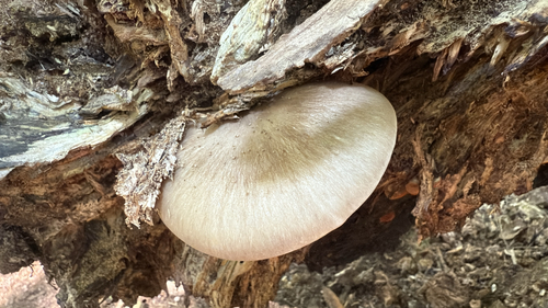 Megacollybia rodmanii