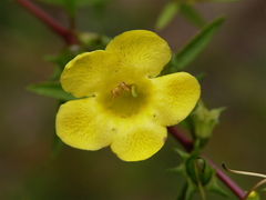Aureolaria grandiflora