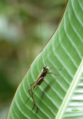 Nisitrus musicus observed 2025-05-18