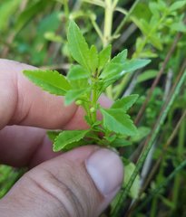 Scoparia dulcis