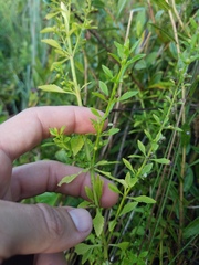 Scoparia dulcis