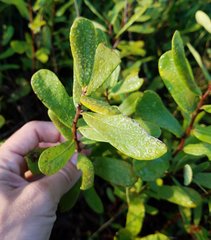 Magnoliopsida