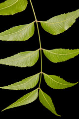 Azadirachta indica