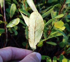 Magnoliopsida