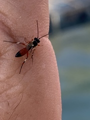 Diplazon laetatorius