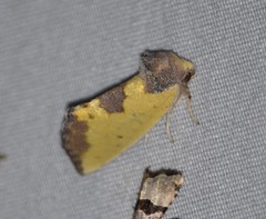 Stiria intermixta