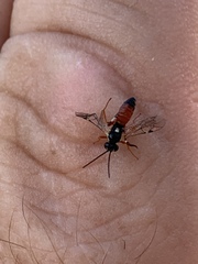 Diplazon laetatorius