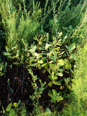 Magnoliopsida