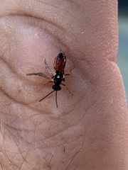 Diplazon laetatorius