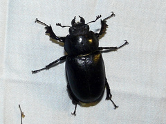 Lucanus placidus