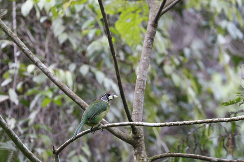 Fire-tufted Barbet (Psilopogon pyrolophus), photo 4