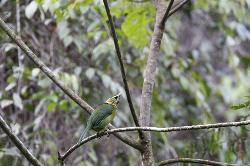 Fire-tufted Barbet (Psilopogon pyrolophus), photo 5