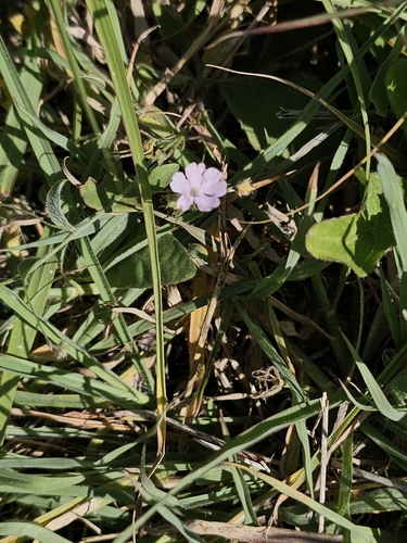Wheat-spike Scalystem (Elytraria bromoides)