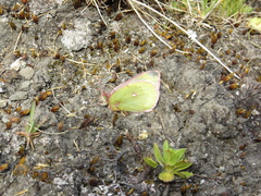 Colias phicomone