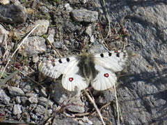 Parnassius phoebus