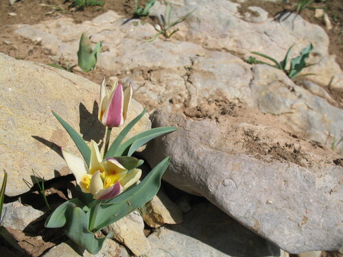 Water-Lily Tulip (Tulipa kaufmanniana)