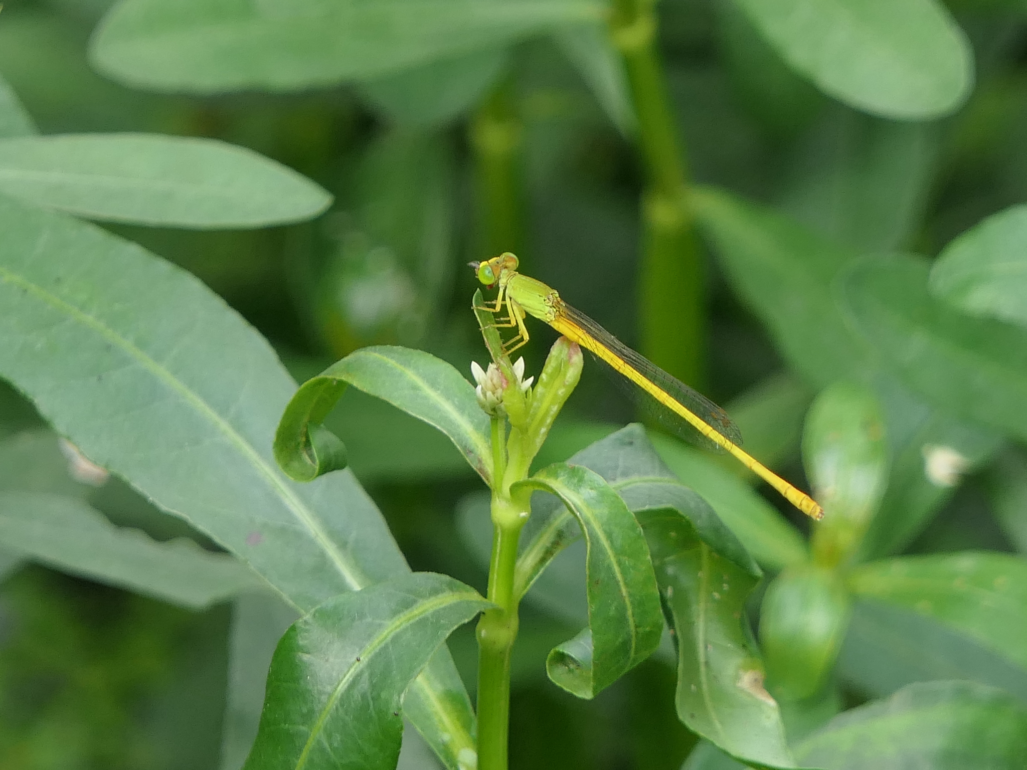 Coromandel Marsh Dart