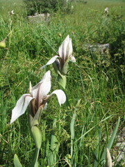 Iris korolkowii, photograph (c) Artem Abdukakharov, some rights reserved (CC BY)