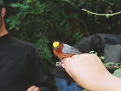 Catamblyrhynchus diadema