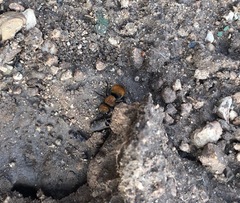 Pseudomethoca propinqua