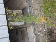 Descurainia sophioides