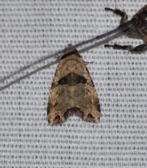 Cobubatha metaspilaris