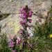 Pedicularis rostratospicata - Photo (c) Meneerke bloem, algunos derechos reservados (CC BY-SA)