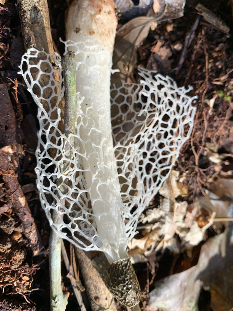 Phallus indusiatus · July 2025 · photo: © gabrieljovencio (iNaturalist, cc-by)