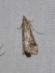 Loxostege allectalis