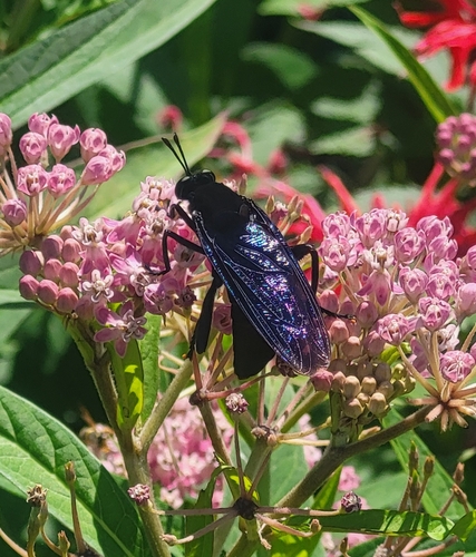 Clubbed Mydas Fly photo 4
