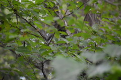 Dumetella carolinensis