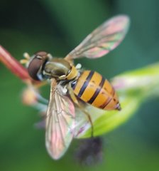 Toxomerus corbis
