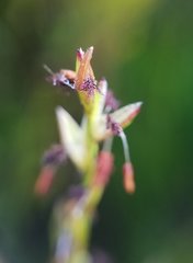 Poaceae