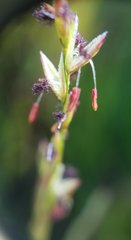 Poaceae