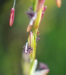 Poaceae