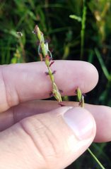 Poaceae