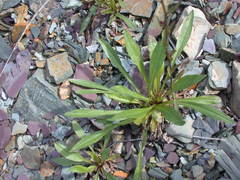 Erigeron acris kamtschaticus