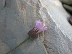 Erigeron acris kamtschaticus