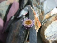 Erigeron acris kamtschaticus