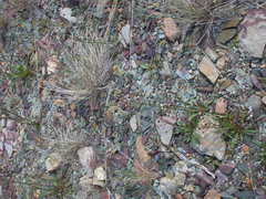 Erigeron acris kamtschaticus