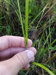 Poaceae