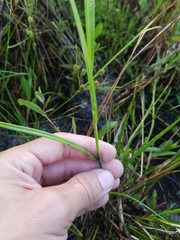 Poaceae