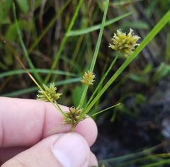 Cyperaceae
