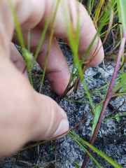 Cyperaceae