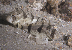 Centropogon australis