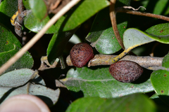 Disholandricus chrysolepidis